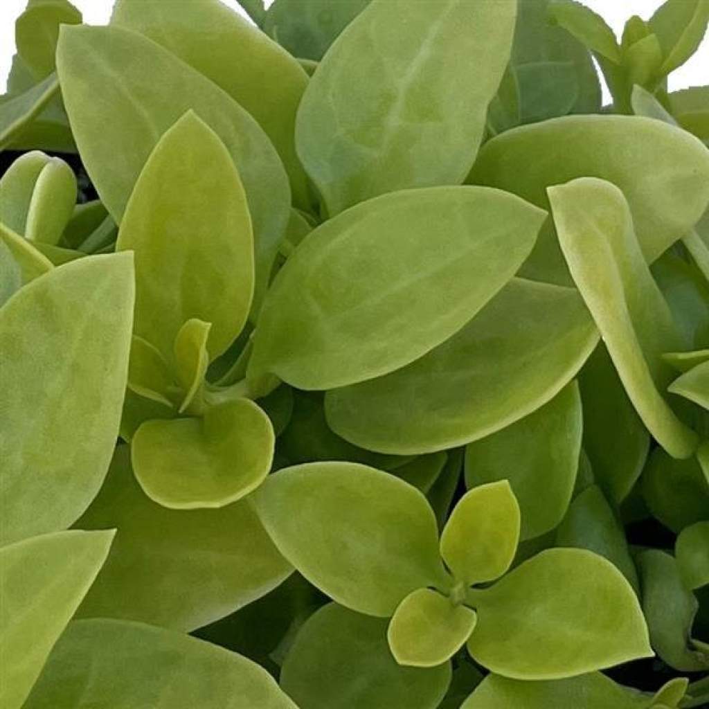 Aptenia 'Gold Cascade'