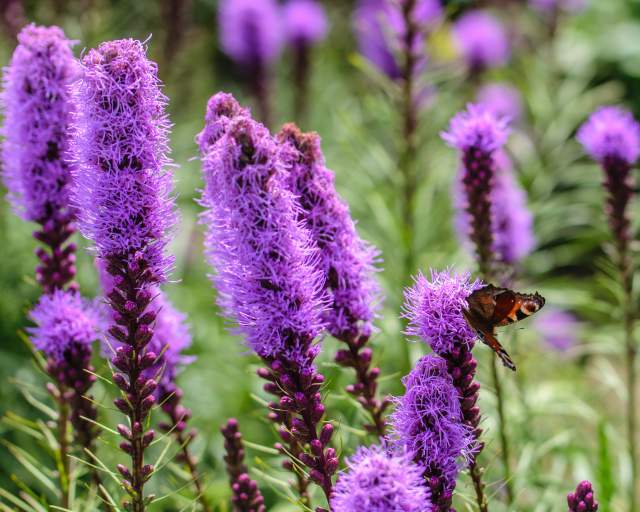 Native Plants to Support Pollinators in the Landscape