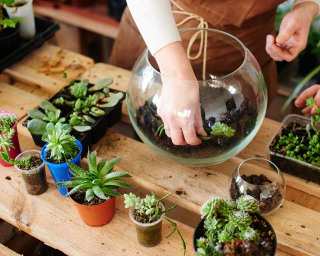 Succulent Terrarium 