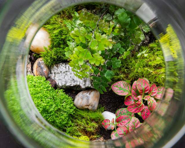 Terrarium Class