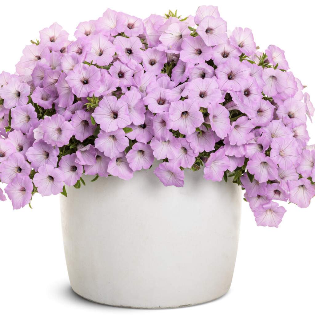 Petunia Vista 'Cool Jazz'