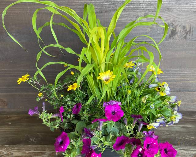 Learn how to create your own Fall Patio Planter with Mary Trifunovic. 
