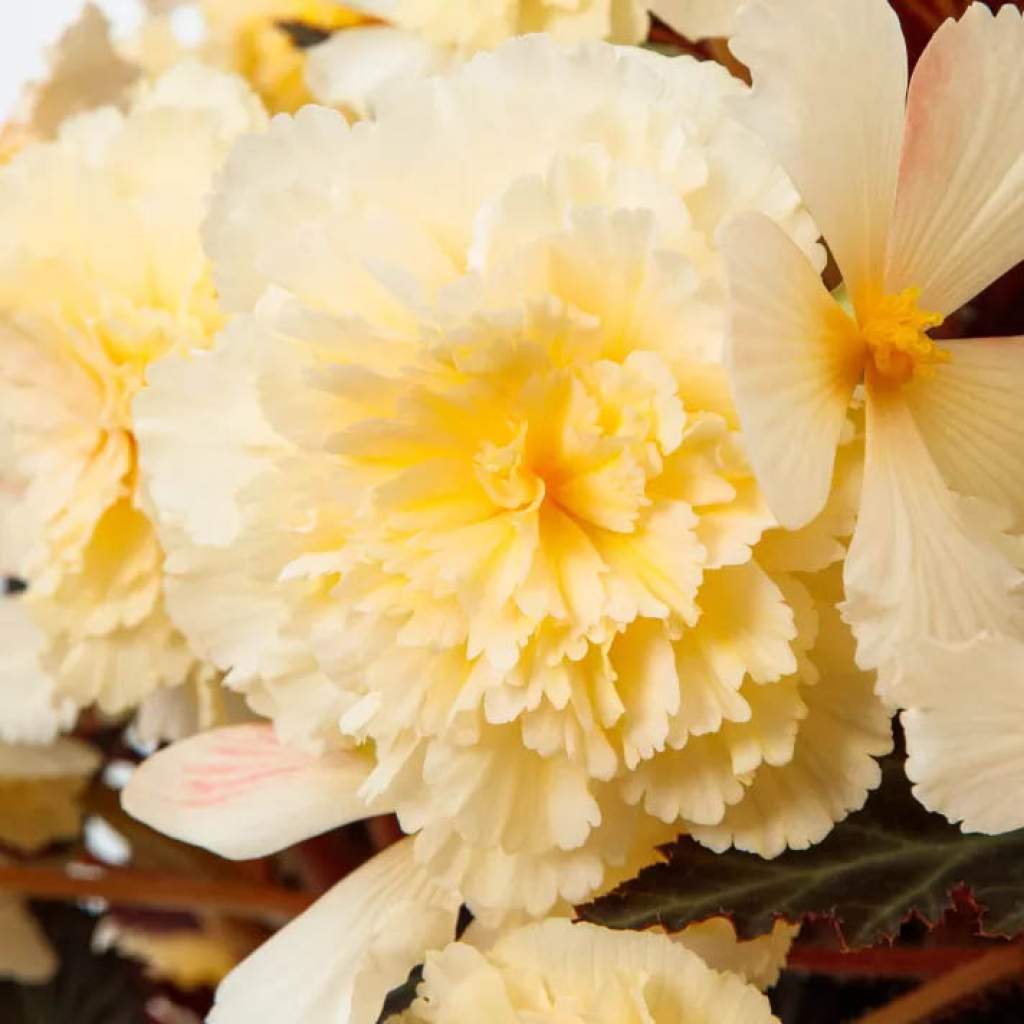 iCandy Begonia in 'Vanilla Cream'