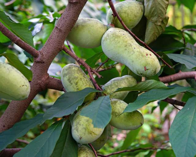 Pawpaw Tree Lecture with Amy Pattison and Jim Pingitore
