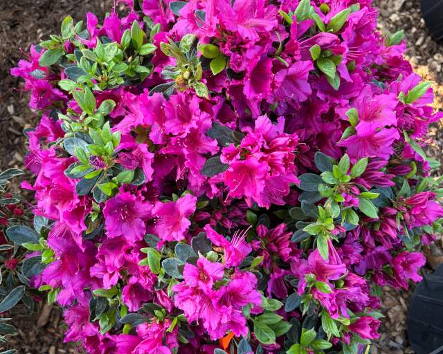 Plant Spotlight | Azaleas