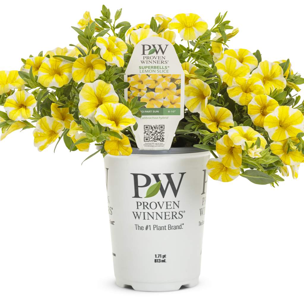 Superbells 'Lemon Slice'