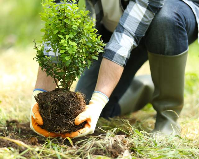 Spring Planting 101: Trees and Shrubs Workshop 