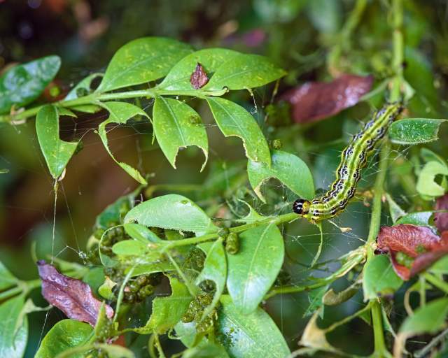  Unwanted and Problematic: Pests, Plants, and Pathogens in our Gardens