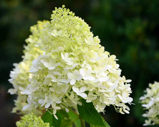 Hydrangeas! Long Blooming Rockstars in the Landscape
