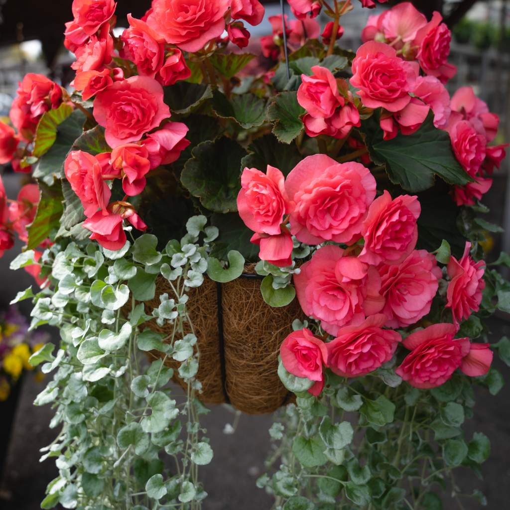 Reiger Begonias with 'Silver Falls' Dichondra 
