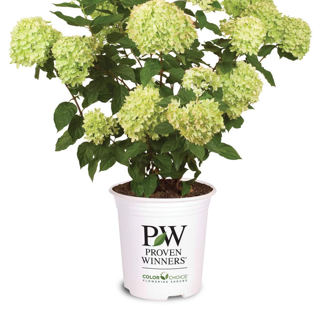 Hydrangea Paniculata 'Little Lime' 