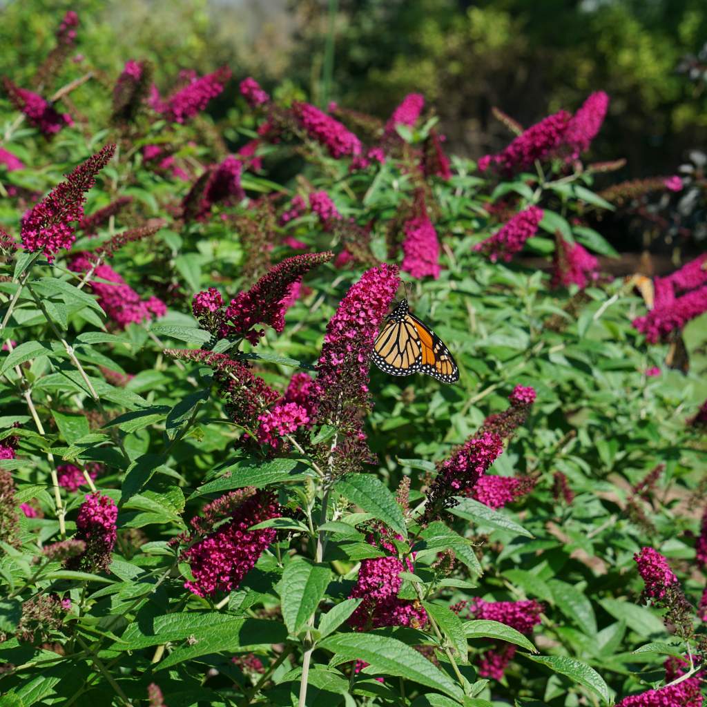 Butterfly Bush 'Miss Molly'