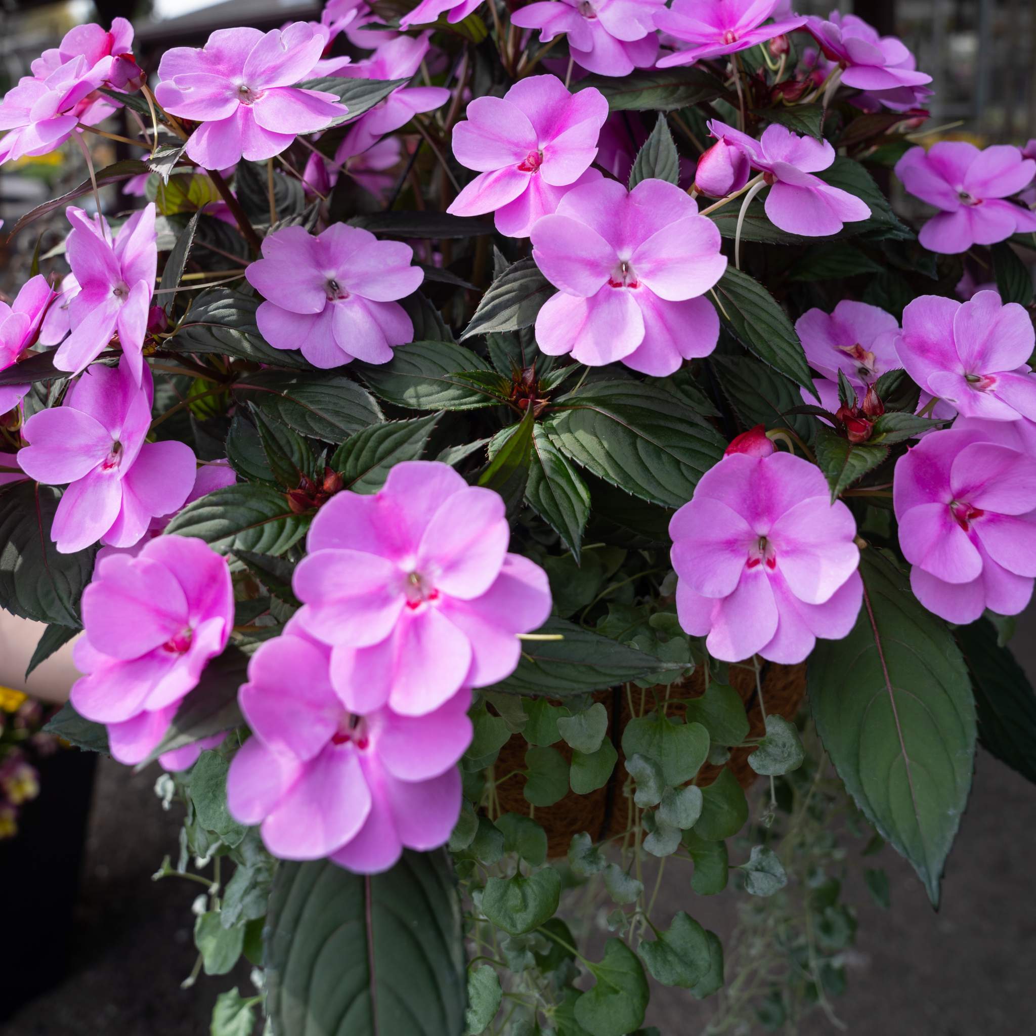 Annuals Lockwood's Greenhouses & Farm Hamburg, NY