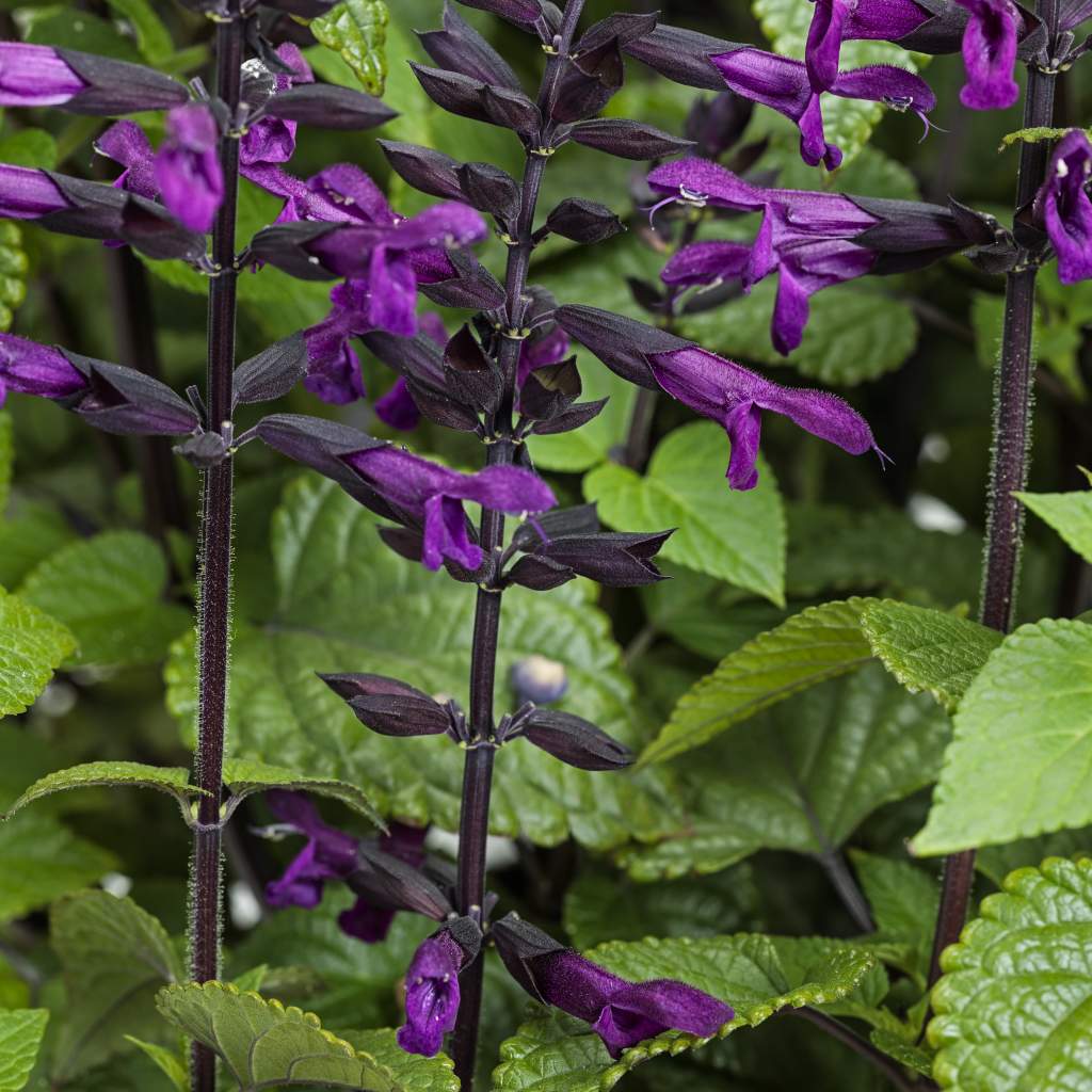 Salvia 'Rockin Deep Purple'