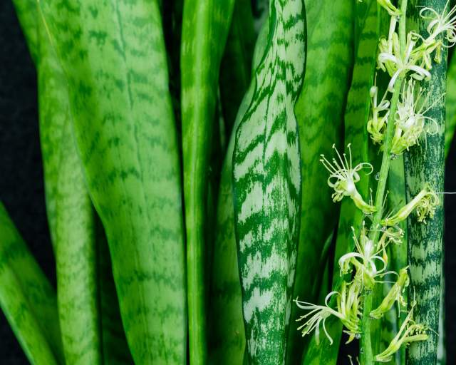 Plant Spotlight | Snake Plants 
