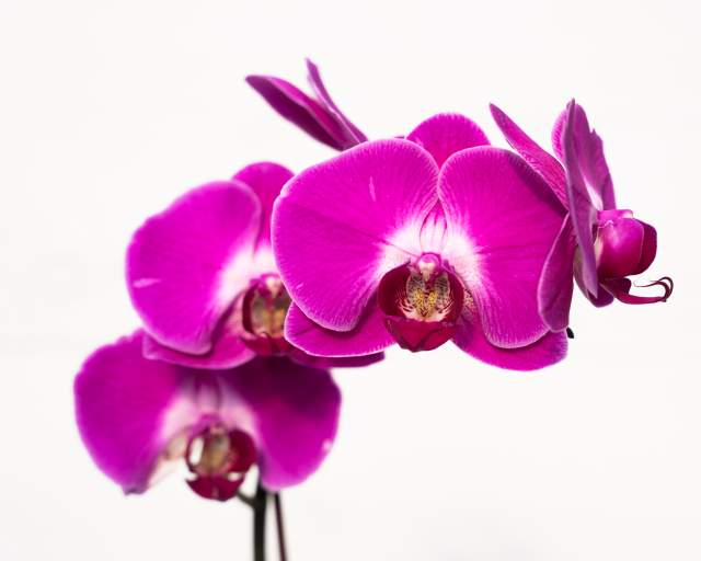 Orchid Lecture