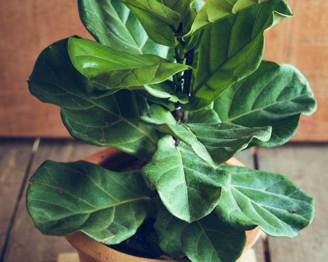 Plant Spotlight | Ficus