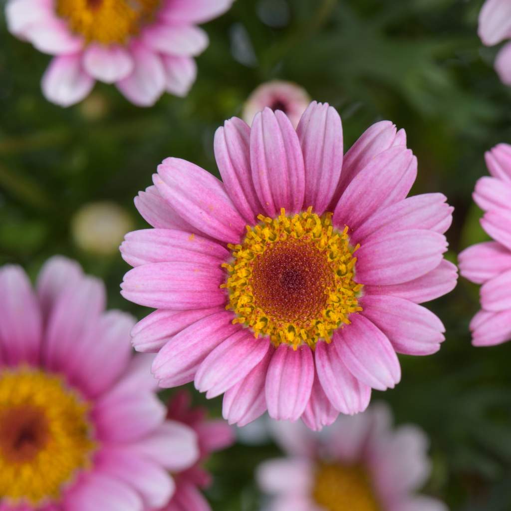 Argyranthemum Lollies in 'Marshmallow'