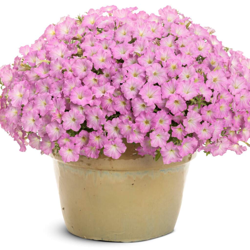 Petunia Mini Vista 'Pink Cloud'