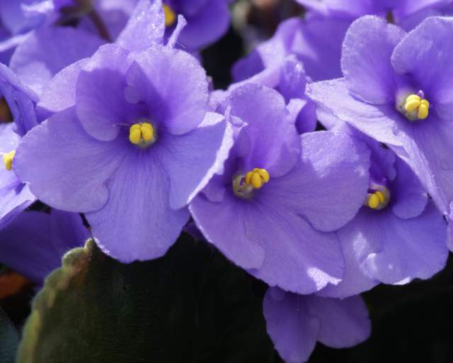 All About African Violets