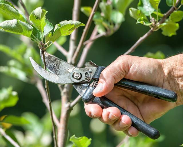 Spring Pruning