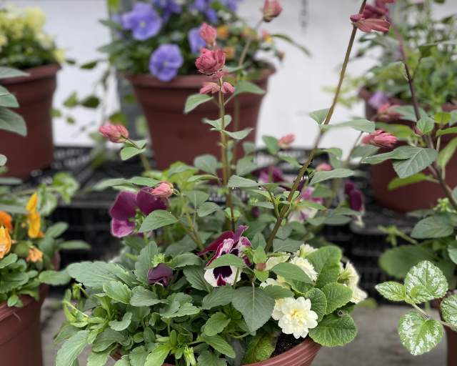 Fancy Spring Magic Planter