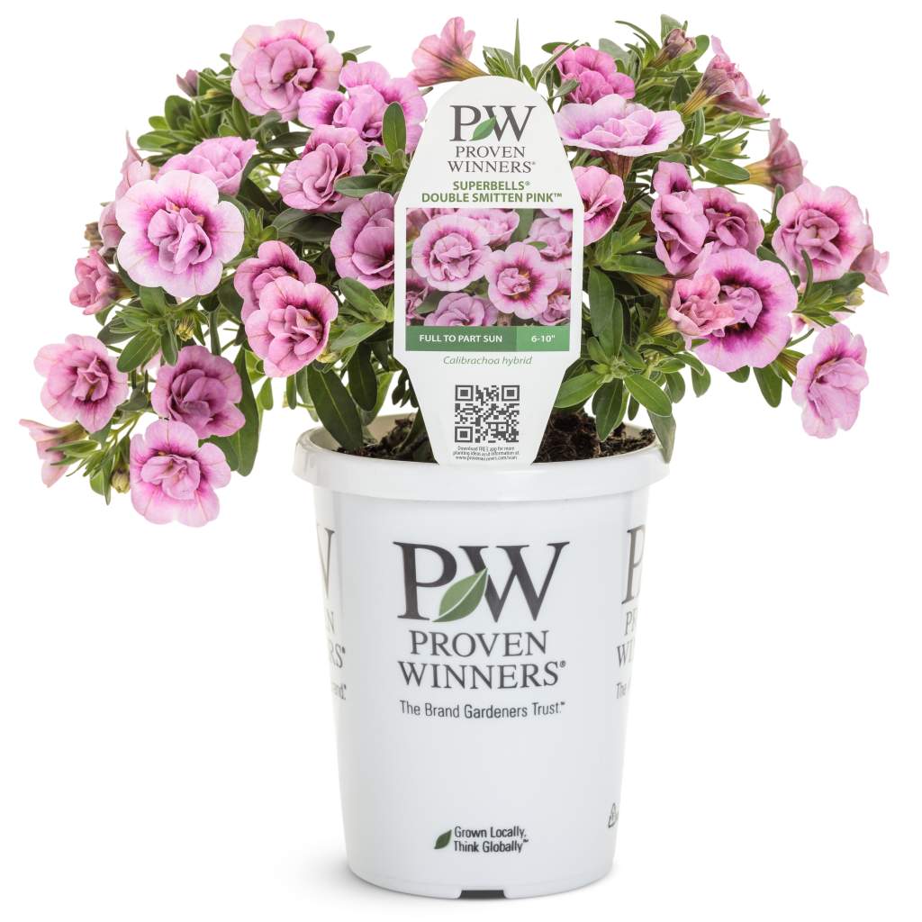 Superbells 'Double Smitten Pink'