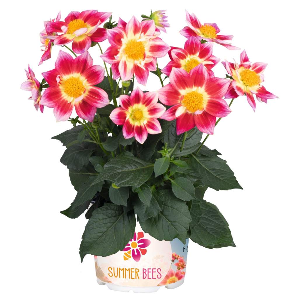 Dahlia Summer Bees in 'Red Bicolor' 