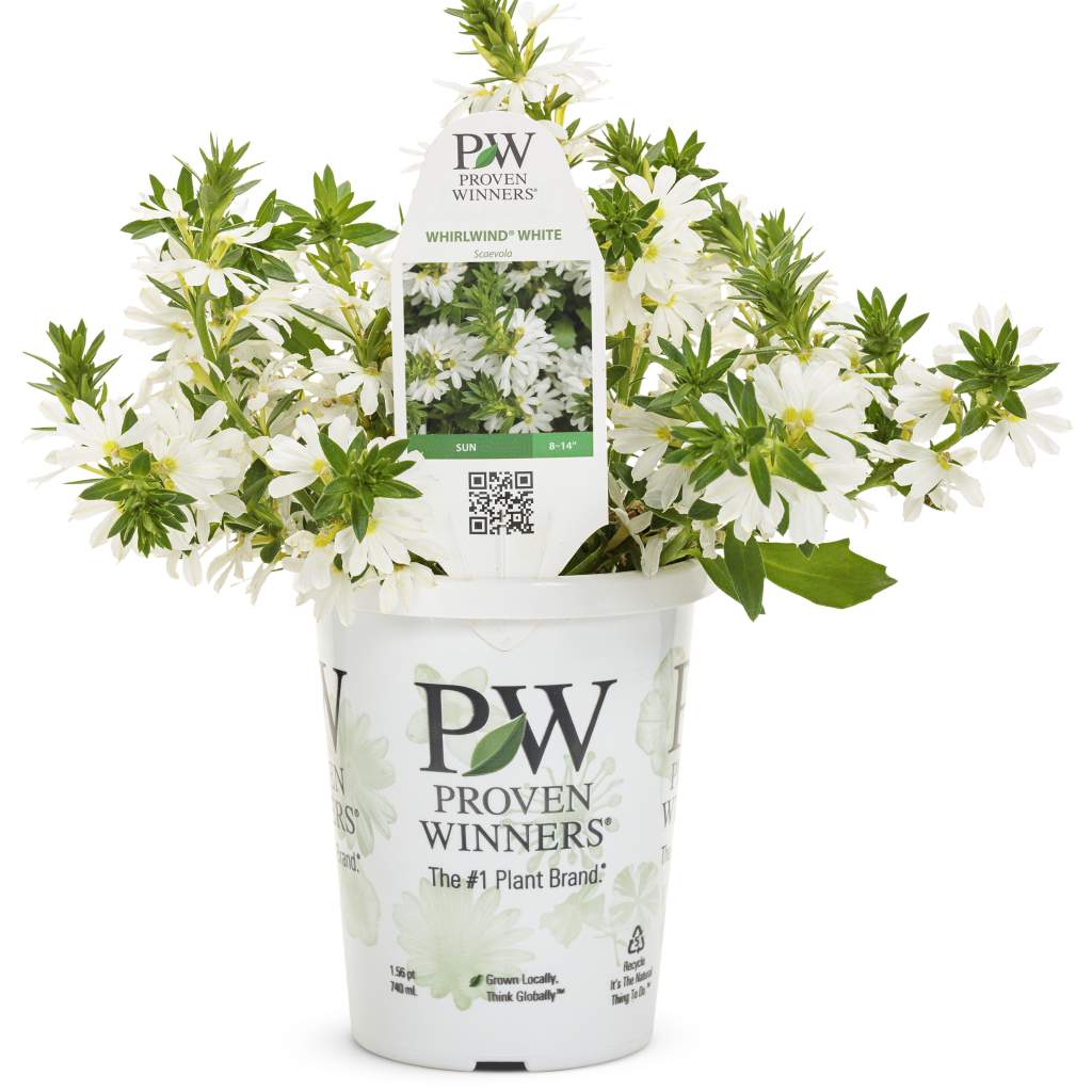 Scaevola 'Whirlwind White' 