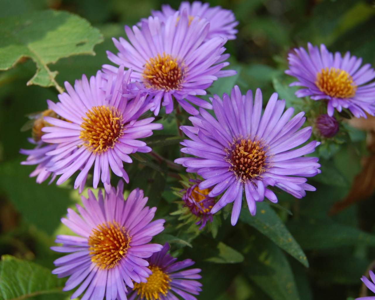 News Lockwood's Greenhouses & Farm Hamburg, NY