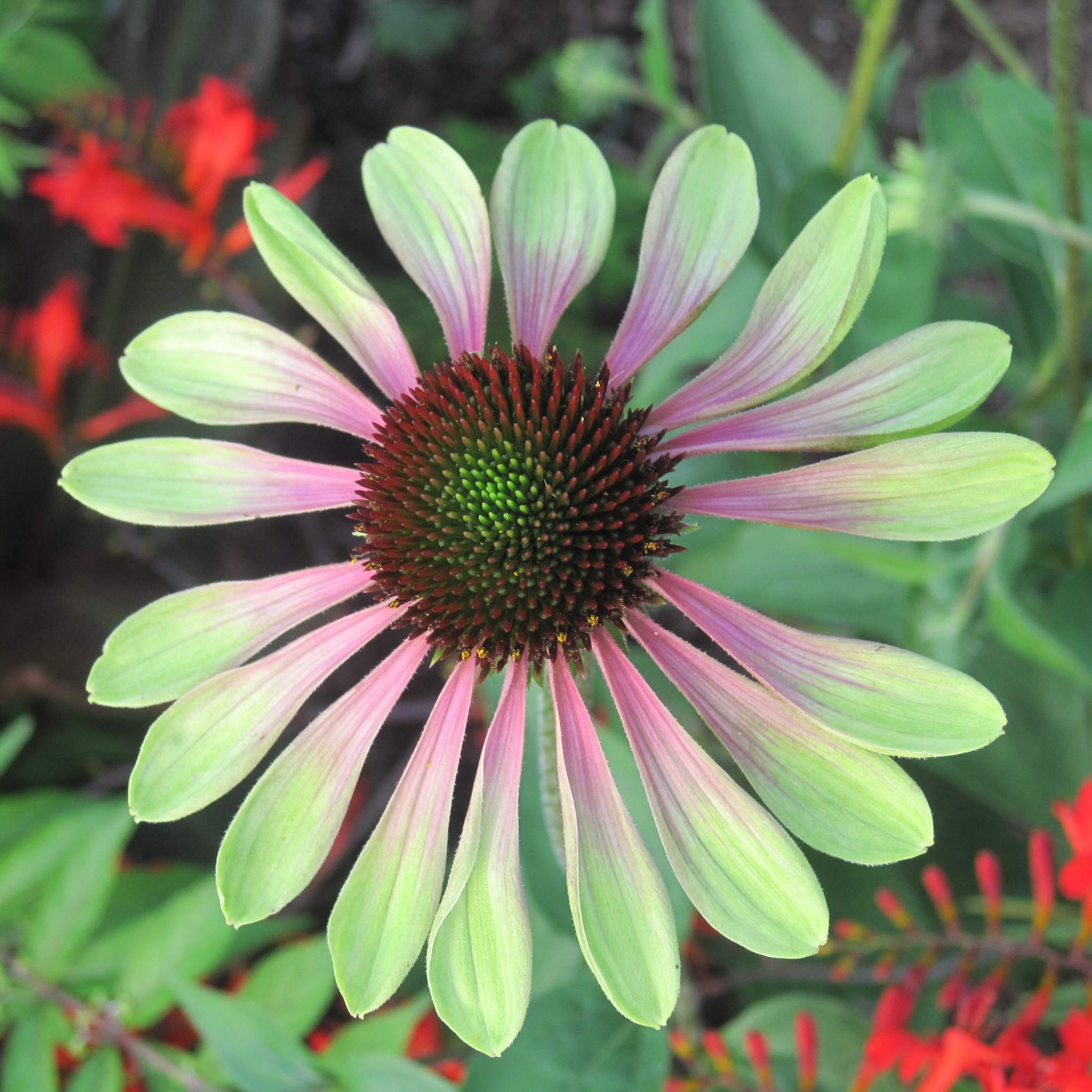 Perennials Lockwood's Greenhouses & Farm Hamburg, NY