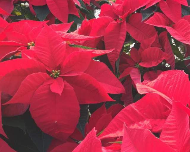 Giving Thanks - Giving Back Initiative - Pick Your Favorite Poinsettia Raffle 