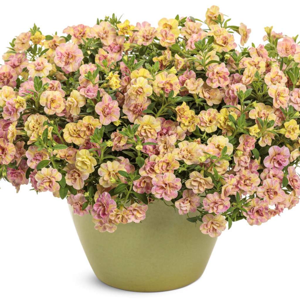 Superbells 'Double Grapefruit'