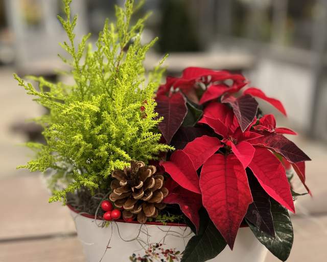 Decorated Poinsettia Oval Planter Workshop