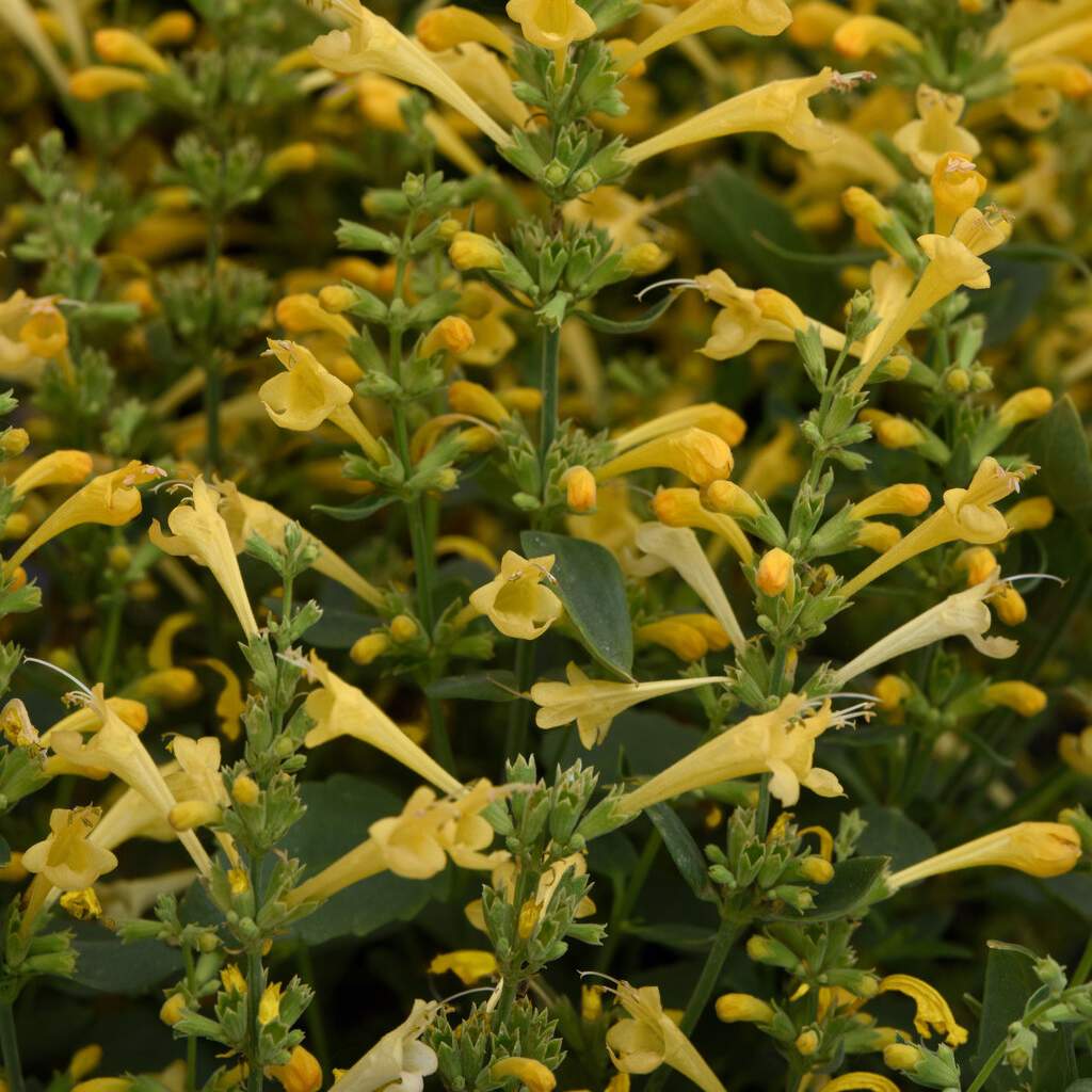 Agastache Summerlong Series in 'Lemon'