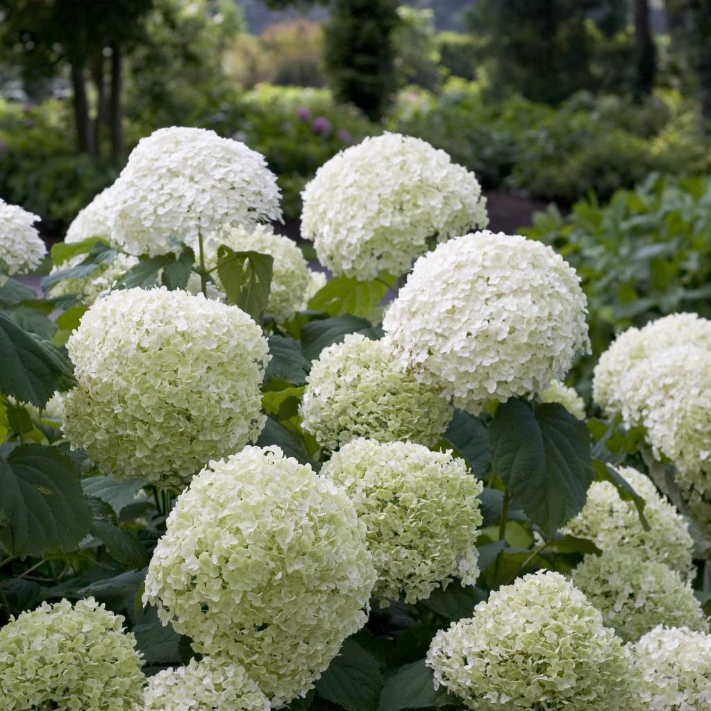 Hydrangea Arborescens 'Incrediball' 