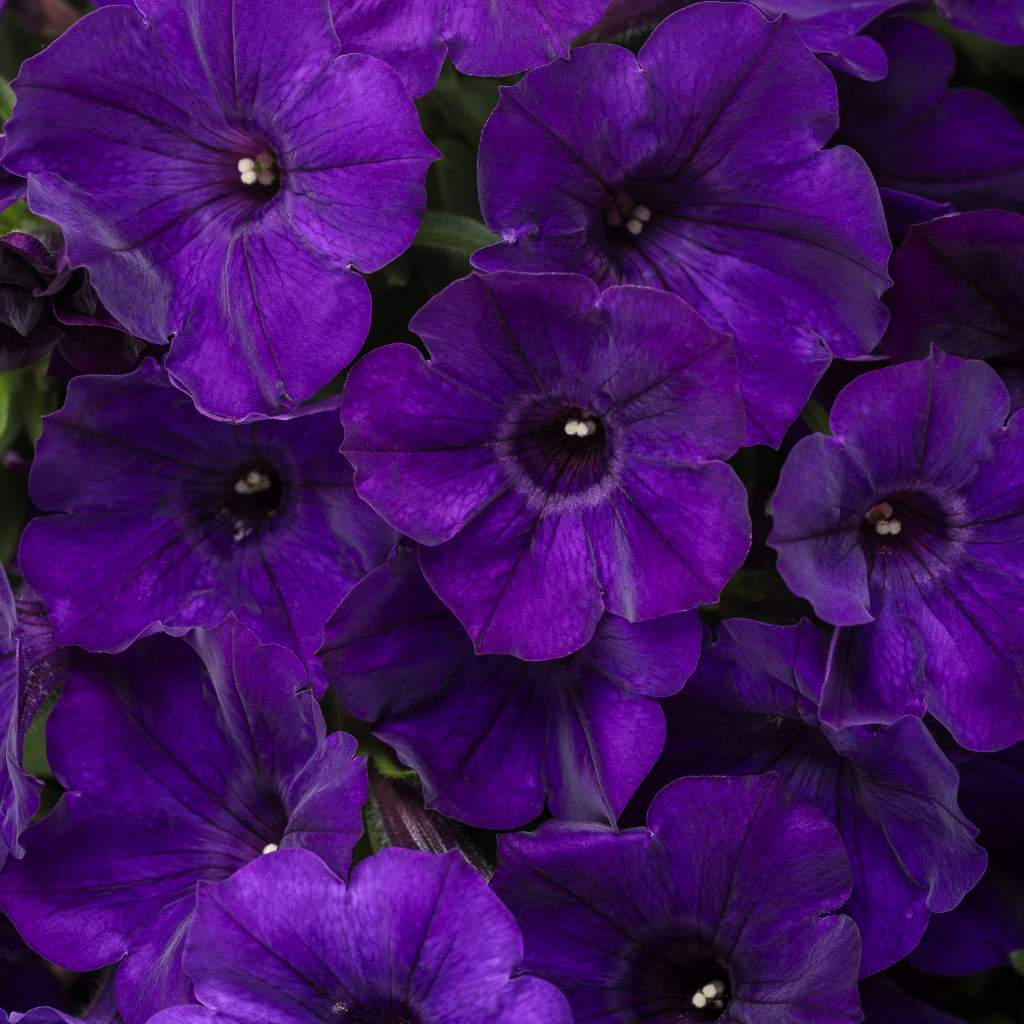 Supertunia 'Royal Velvet'