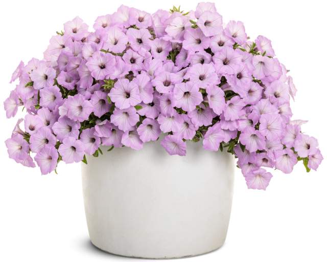 New Annuals for 2026