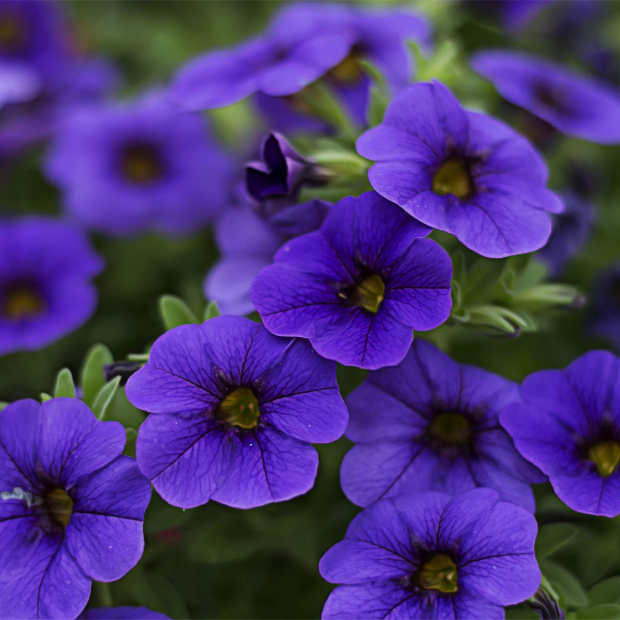 Plants Lockwood's Greenhouses & Farm Hamburg, NY